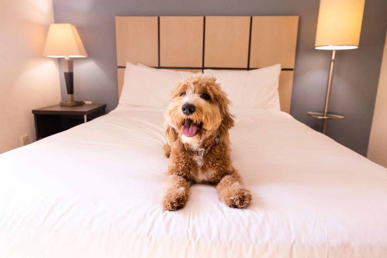 Sonesta Simply Suites Dallas Las Colinas Irving Esterno foto